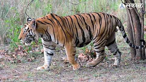 tiger