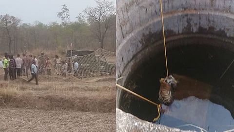 Tiger Fell Down in Well