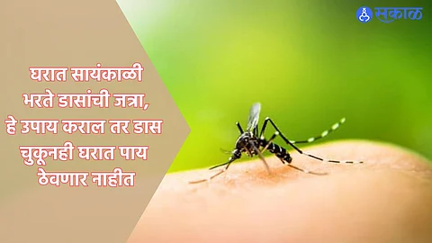 Mosquitoes Remedies : घरात सायंकाळी भरते डासांची जत्रा, हे उपाय कराल तर डास चुकूनही घरात पाय ठेवणार नाहीत