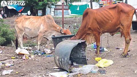 A cow eating a plastic bag from the garbage.