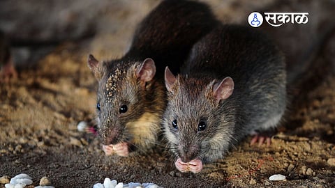 Rats Eat 19kg Cannabis In Jharkhand