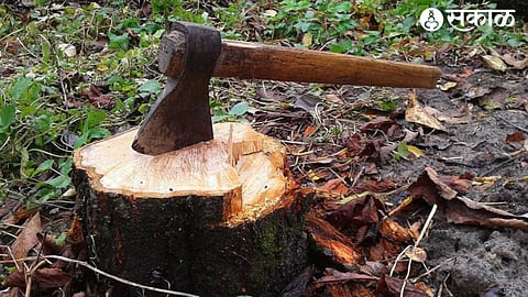 Tehsildar’s inquiry report reveals the felling of 1200 trees, raising suspicions of collusion between a forest officer and a contractor