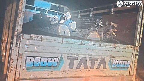 Tata Tempo and Khair wood seized by forest officials.