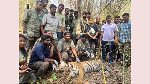 Tiger