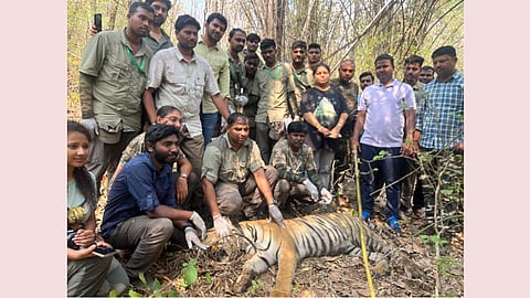 Tiger GPS Collar : वाघिणीच्या गळ्यात पुन्हा बांधला जीपीएस कॉलर