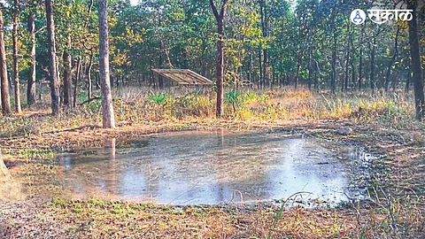 मार्च महिन्यातच आटले जंगलातील पाणवठे, वन्यप्राणी गावाच्या आसऱ्याला ; कृत्रिम पाणवठ्यावर भागणार तहान
