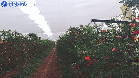 Pomegranate gardens covered with white mesh netting as protection from the rising sun in Shiwar.