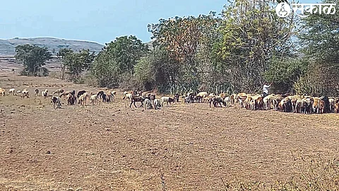 Shepherds cutting neem leaves for sheep