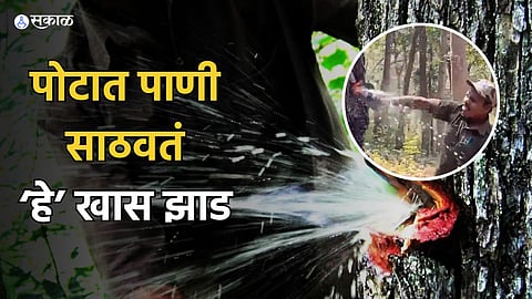 Terminalia Tomentosa Tree