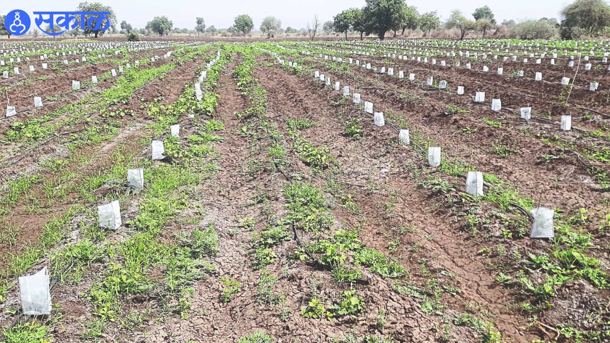 A crop cover used to protect papaya plants from the sun