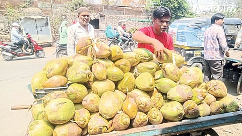 Professionals selling coconuts in Khadjin area of Malegaon.