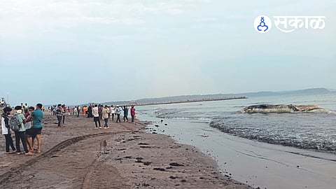 Blue Whale Fish Forest Department