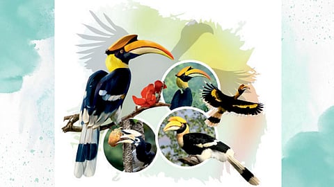 hornbill bird