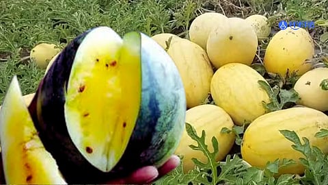 Thane News: ठाण्याच्या बाजारात पिवळा कलिंगड दाखल; मिळतोय संमिश्र प्रतिसाद