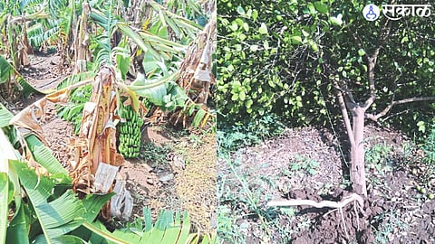 Vilas Pawar's banana garden was destroyed in Humbarde Shiwar. In the second photograph, Laxman Koli's lemon tree was uprooted by a storm.