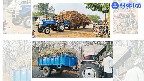 Farmer carrying fodder and onion leaves for animals.