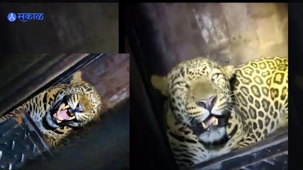 Vasai News: २५ दिवसानंतर अखेर 'त्या' बिबट्याला जेरबंद करण्यात आले यश; वसईकरांनी सोडला सुटकेचा निश्वास