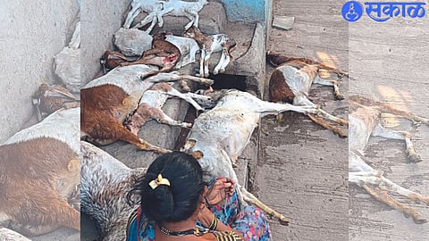 11 goats died