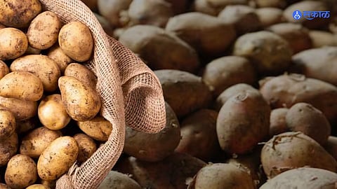 Potato News: गुढी पाडव्याच्या पार्श्वभूमीवर बटाटे महागले; सर्वसामान्यांचे बजेट कोलमडण्याची शक्यता