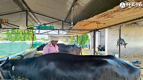Solapur News : जनावरांना उन्हाच्या तडाख्यात शॉवरचा गारवा; नातेपुतेतील शेतकऱ्याची शक्कल
