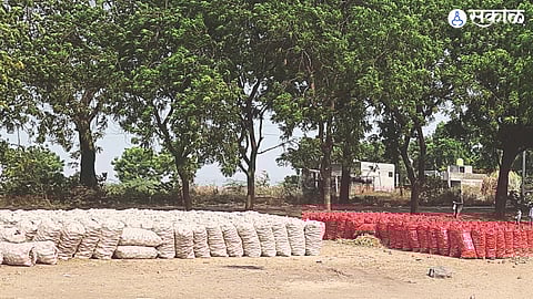 Onion packed in sacks after sale and counting.