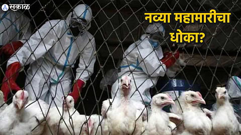 Bird flu H5N1
