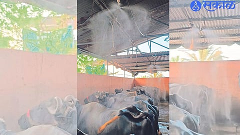 Mr. Fogger system installed by Pagar in their cattle shed.