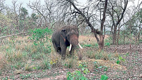 Pench Tiger Project : पेंचमधील कॅम्पमध्ये लवकरच तिसरा हत्ती येणार