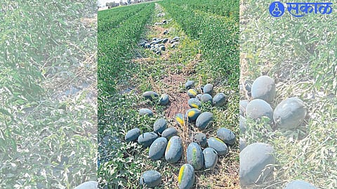 Watermelon intercrop planted with chilli crop by Dattu Borse here.