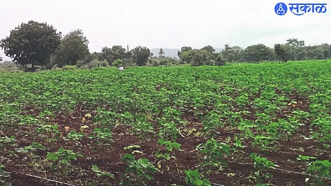 Area under horticultural cotton in Kharif season. (file photo)