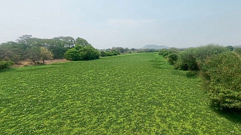 Indrayani River jalparni