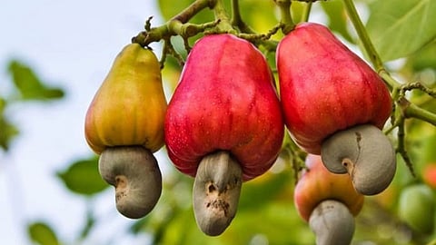 Cashew Seed