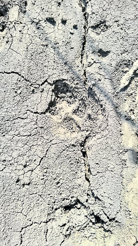 महे येथे तरस सदृश प्राण्याचे दर्शन. शेतकऱ्यांच्या मध्ये भितीचे वातावरण.