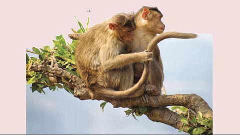 Monkey