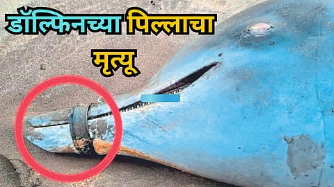 Dolphin Turtle Festival