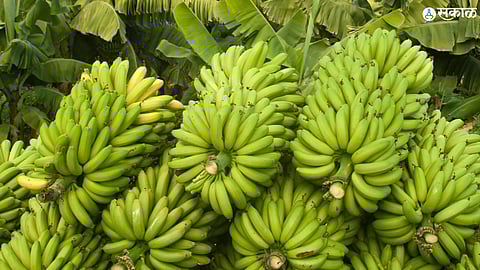 Banana