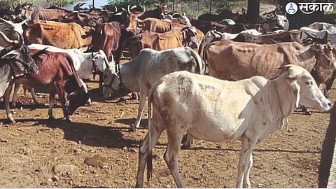 Cows on the farm.