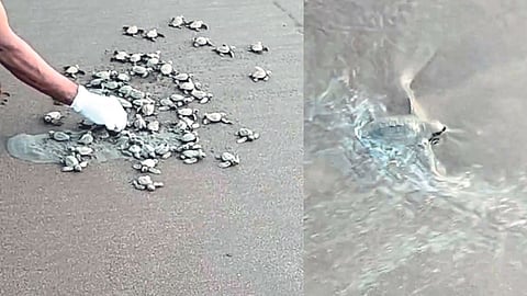 Olive Ridley Tortoise