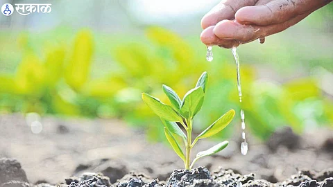 tree plantation