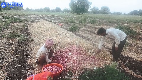 As the climate is changing, laborers filling Rangada onion stalks.