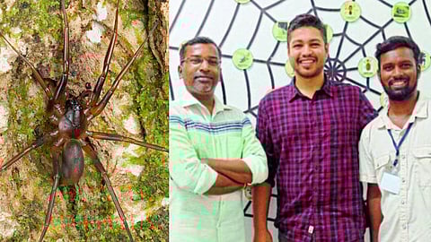 Medmassa Spider Species