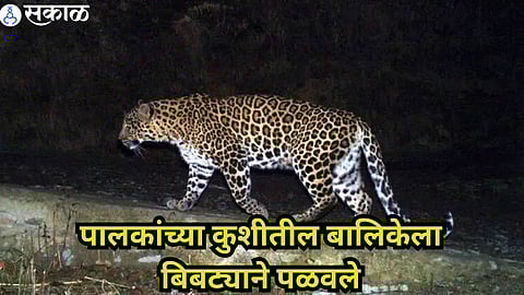Pune Leopard News