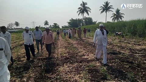 small girl dies in leopard attack at shiroli village junnar pune