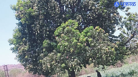 The mango tree that bloomed as an exception in the field this year.