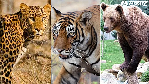 Leopard, tiger, bear