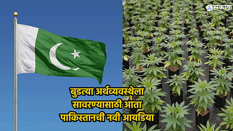 Pakistan Legalizes Medicinal Cannabis Use