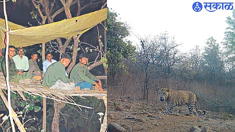Eco-friendly while counting wildlife from scaffolding in forest areas. and leopard