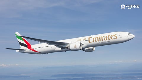 विमानाच्या धडकेत ३६ फ्लेमिंगो ठार! मुंबईतील अनेक भागात आढळले मृत पक्षी