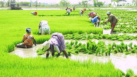 Kharif Sowing