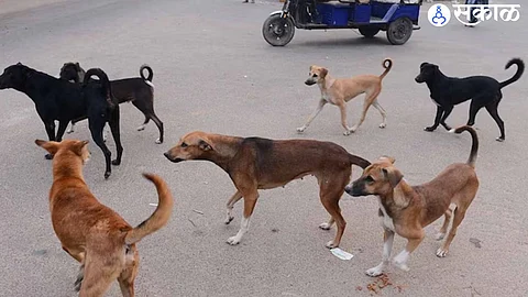 stray dogs